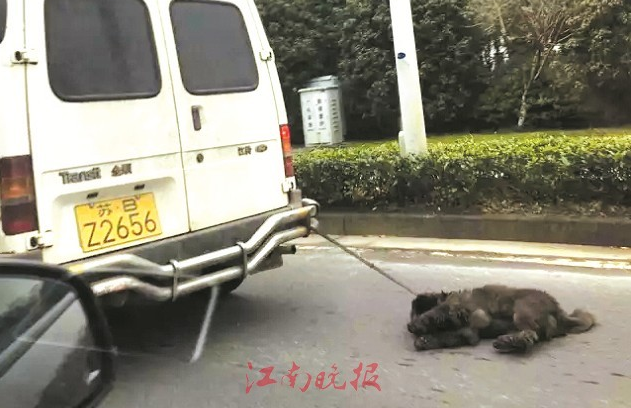 网曝有人“虐狗”开车拖行松狮，司机喊冤