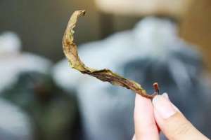 美女一级毛片(让人赞不绝口的“黄片”，绝对不是因为够黄)