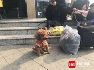长途汽车带宠物规定(春节坐大巴回家可以带狗狗吗？客运站：装笼子放在行李仓就没问题)