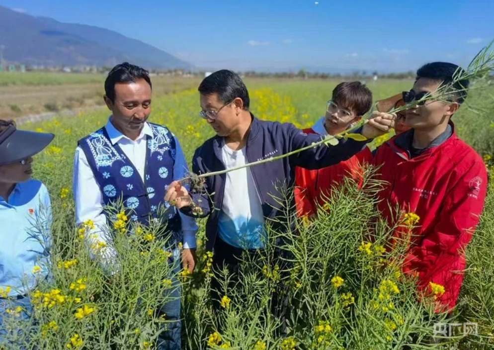 【牢记嘱托·看见美好中国】守护洱海清波,让美景永驻人间