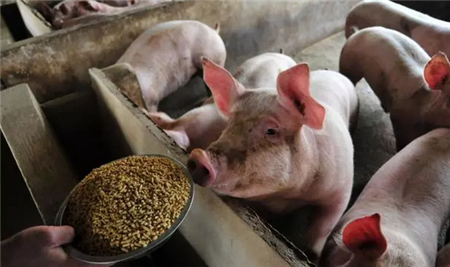 “村社合一”助生猪产业规模化