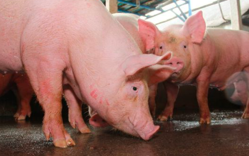 非洲猪瘟基因缺失毒株已形成大规模扩散面和污染面