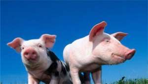 研究发现低致死率非洲猪瘟基因II型自然变异流行株
