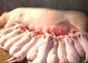 母猪产前产后不吃怎么办？怎么预防和治疗！