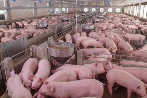 2021年3月10日全国养殖企业今日生猪价格行情走势