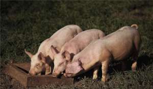如何通过猪的十五大习性轻松养猪！