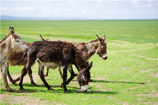 肉驴养殖-摄图网