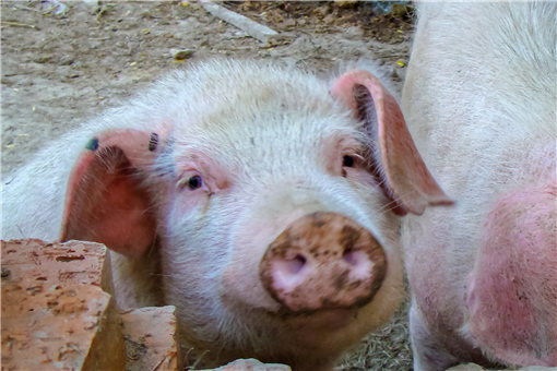 养猪-摄图网