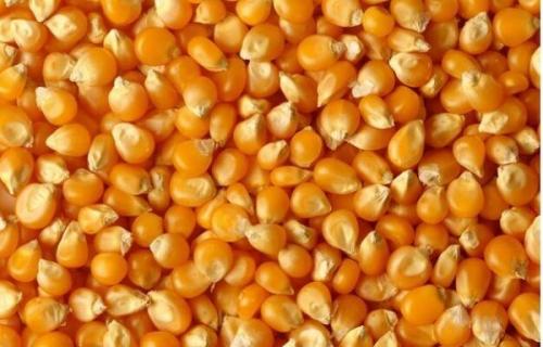 2021年3月22日全国玉米今日价格行情走势