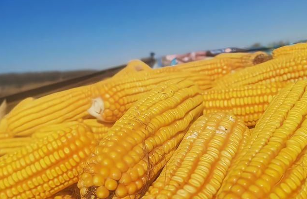 2021年3月22日全国主产销区玉米今日价格行情
