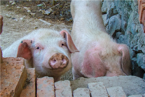 母猪人工配种步骤-摄图网