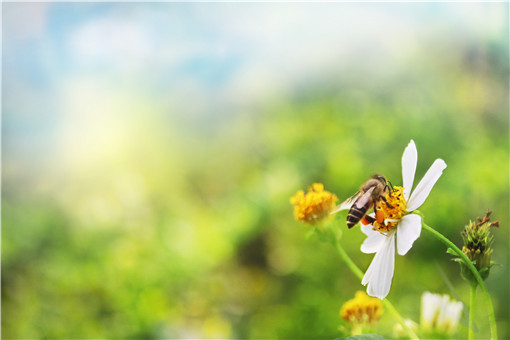 怎么样才能养好蜜蜂-摄图网