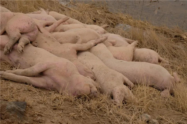 黄河大堤出现大量死猪，当地正溯源