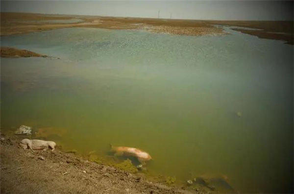 黄河大堤出现大量死猪，当地正溯源