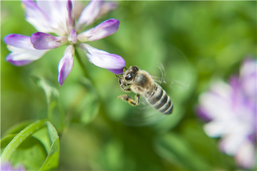蜜蜂养殖-摄图网