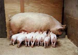 【饲养管理】调制猪饲料的五大方法！
