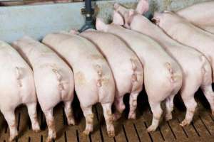 最近养猪场多发的几个问题 注意防范