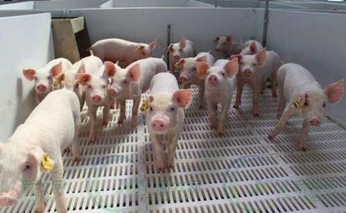 养猪场健康管理与疫苗免疫程序的制定