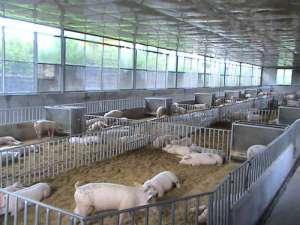 农村新建一个300头猪养猪场，需要多少钱？
