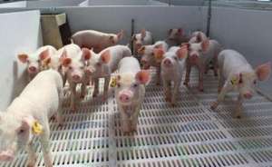 养猪场健康管理与疫苗免疫程序的制定