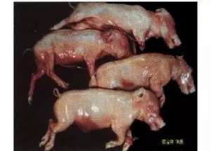 通过“死胎”形状 鉴别诊断母猪发生死胎原因？