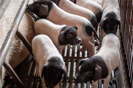 春季如何饲养保育猪？