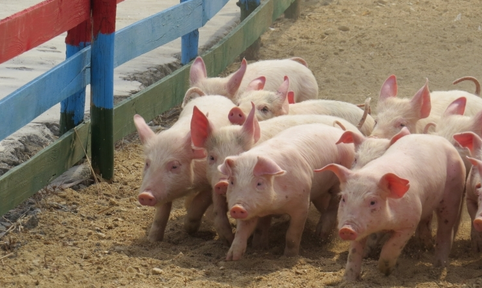 猪农不妨学习一下，中药治疗常见猪病，省钱更省心！