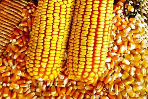 2021年4月6日国内主要产销区今日玉米价格