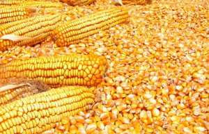 2021年4月7日全国主要产销区今日玉米价格行情