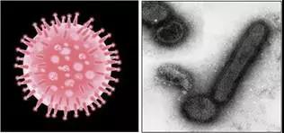 仔猪如何进行流感病毒的防控？