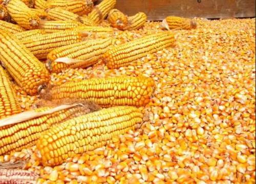 2021年4月12日全国今日玉米价格行情走势