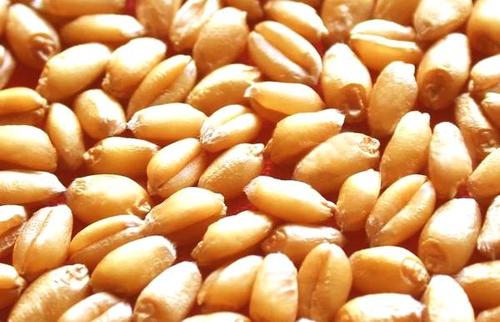2021年4月15日全国各地市场今日小麦价格行情