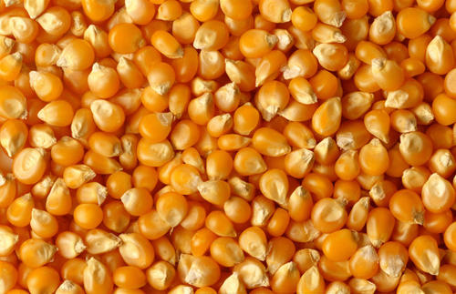 2021年4月19日国内主要产销区今日玉米价格