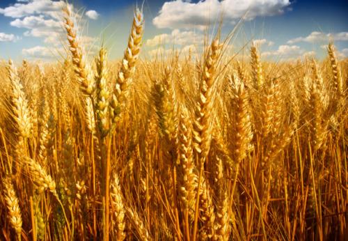 2021年4月19日全国各地市场今日小麦价格行情