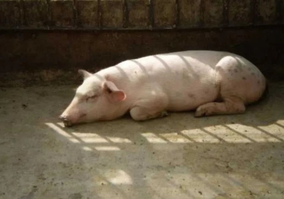 猪场管理中最难区分的4类病，学会了你就是养猪高手！