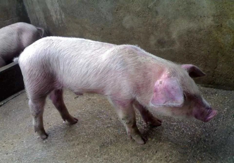 猪场管理中最难区分的4类病，学会了你就是养猪高手！