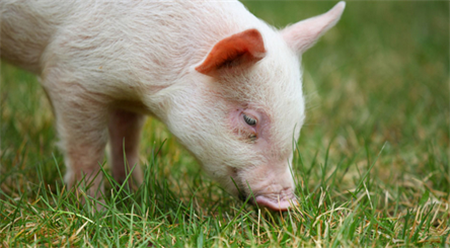 养猪为什么要用饲料添加剂，兽药该怎么用？