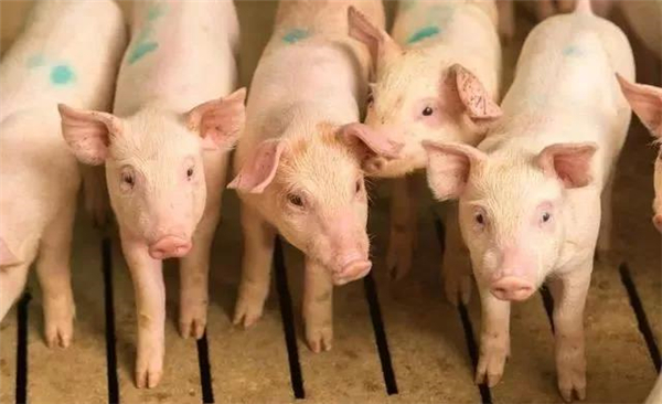 养猪要想有效预防猪病，养猪人做到这6点就够了！