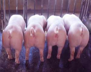 为了效益八种母猪一定要淘汰！