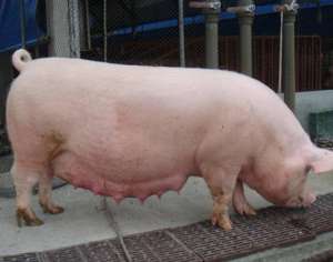 猪场该如何使用催产素？你用对了吗？