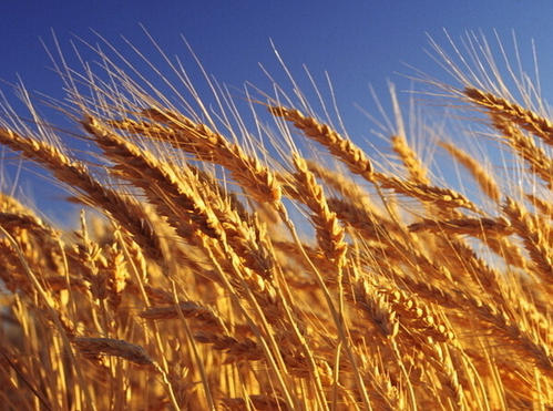2021年4月27日全国各地市场今日小麦价格