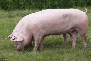 农村小型猪场建设指南（附成本核算）