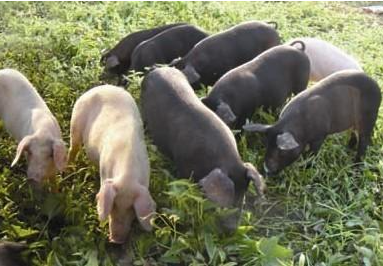 猪肉为什么没有小时候的香了？中国土猪危机的真相