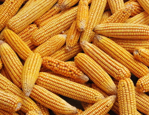 2021年5月6日全国各地玉米深加工企业今日报价