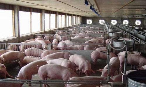 猪场管理怎么做才能最大利益化？