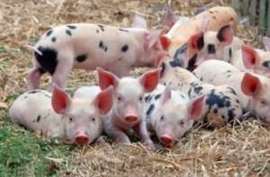 2021年养猪还能行吗？散养户应注意啥，才能保证有较高的利润？