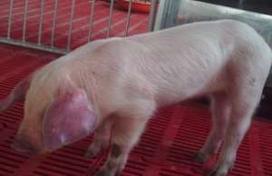 如何高效控制猪场内猪蓝耳病的传播？