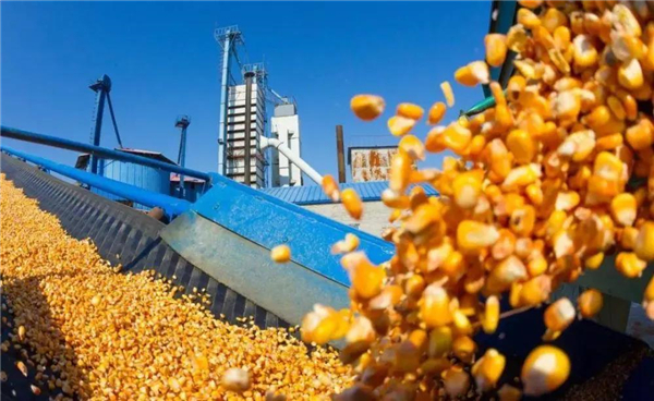 玉米市场易涨难跌？5月下旬或将迎来一轮大爆发！