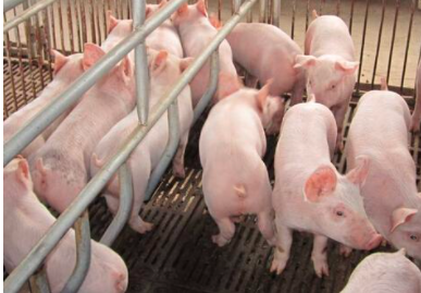 会养猪，才能养好猪，猪场五大内科疾病“防治方案”