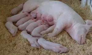 天气越来越热，常见影响母猪繁殖的维生素有哪些？